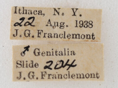 label view of adult Eupithecia absinthiata