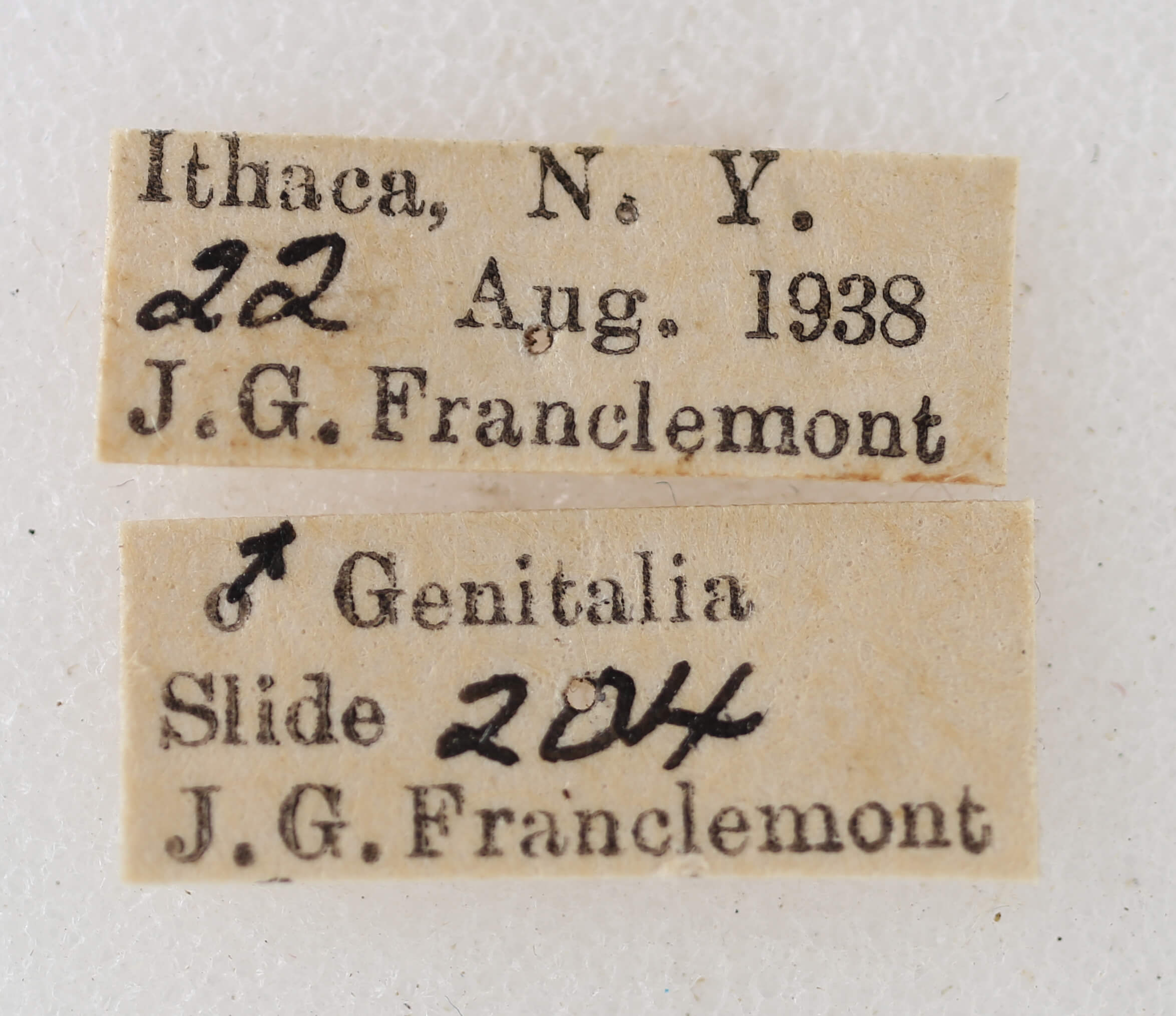 label view of adult Eupithecia absinthiata