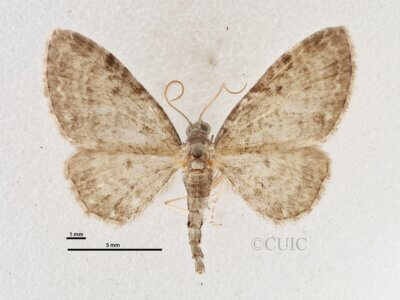 dorsal view of adult Eupithecia fletcherata