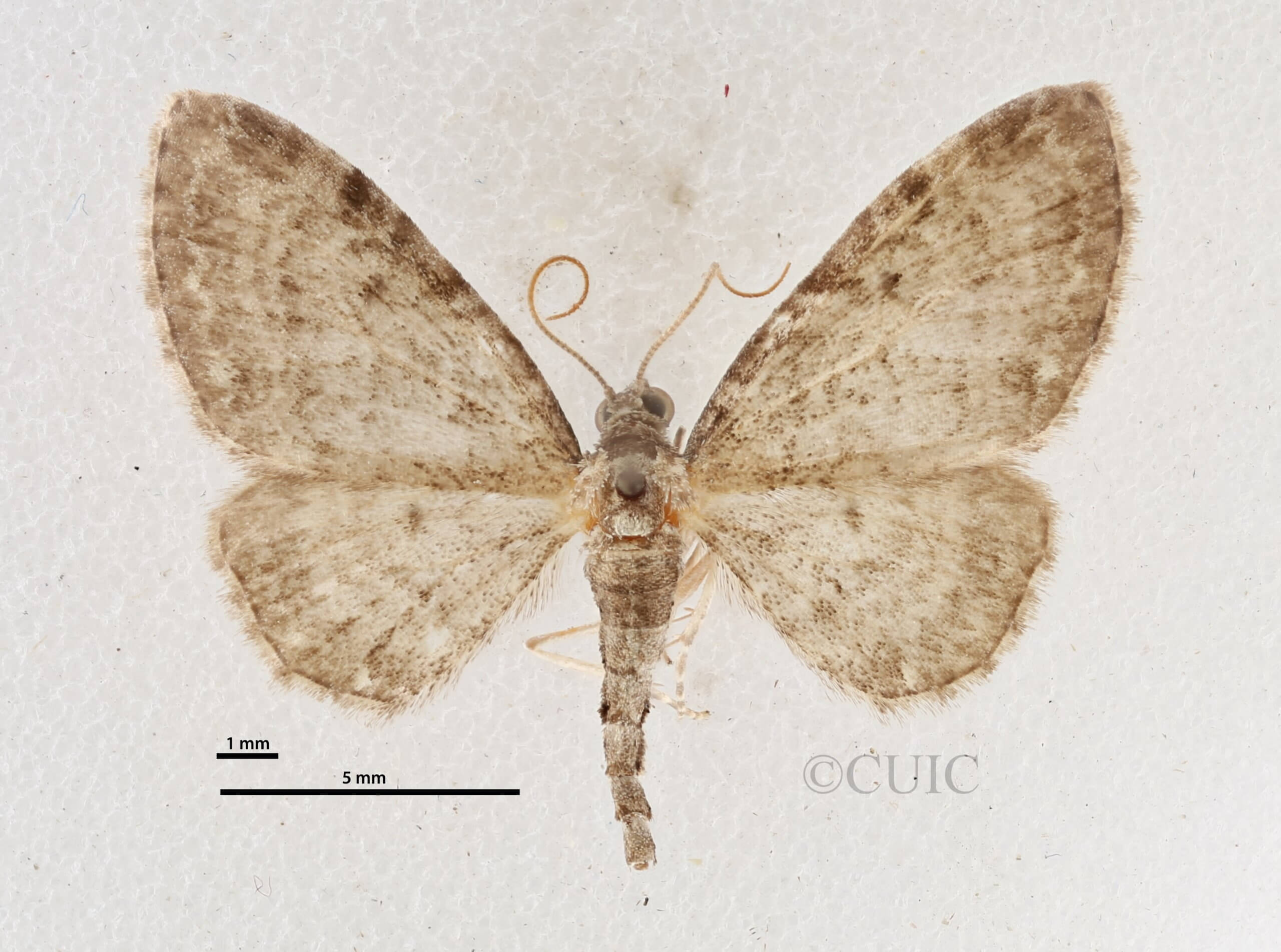 dorsal view of adult Eupithecia fletcherata
