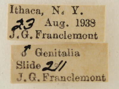 label view of adult Eupithecia fletcherata