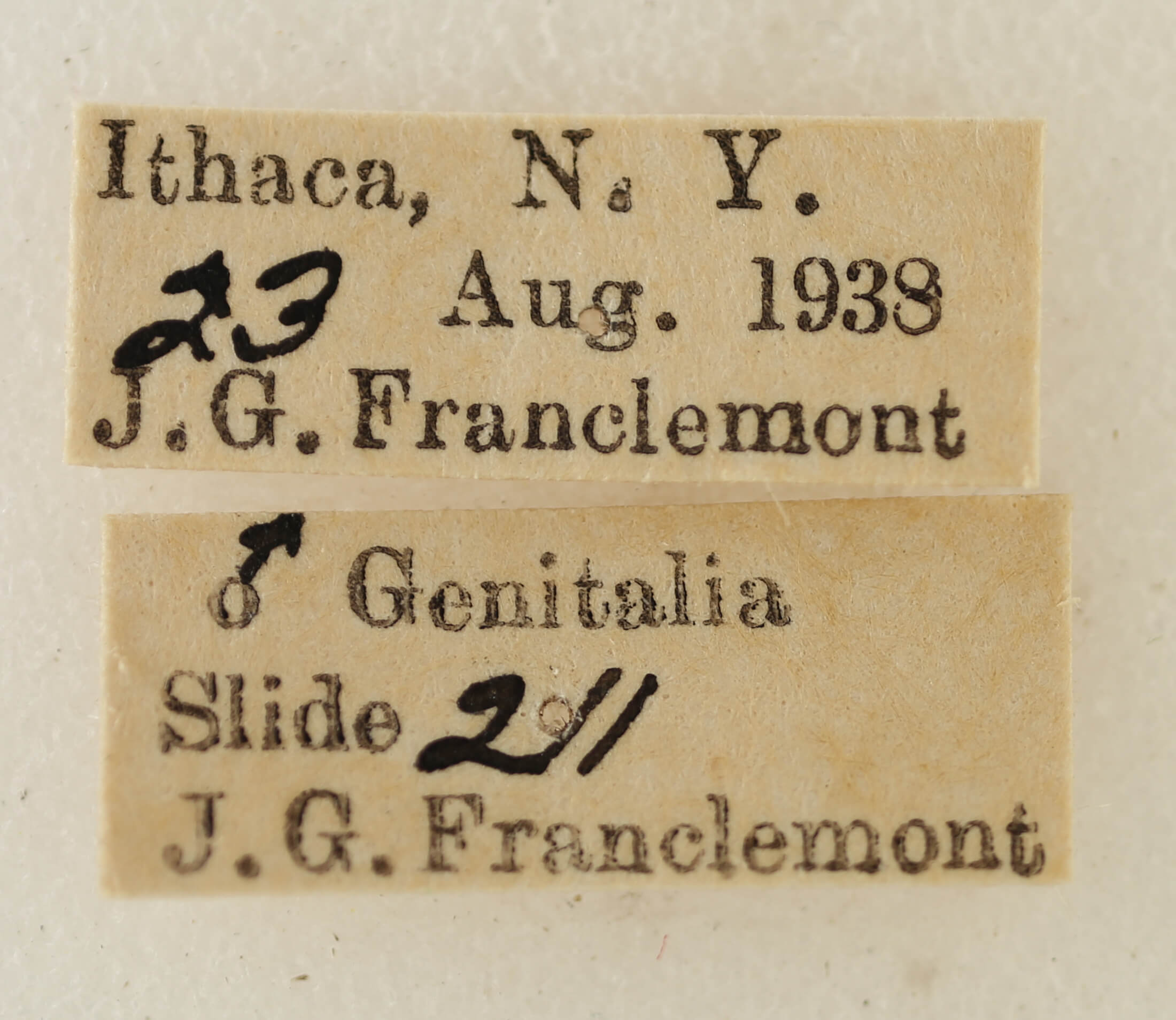 label view of adult Eupithecia fletcherata