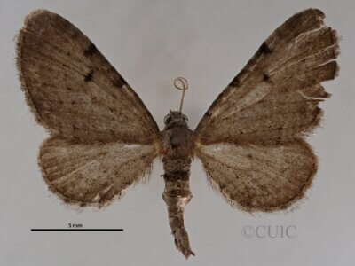 dorsal view of adult Eupithecia absinthiata