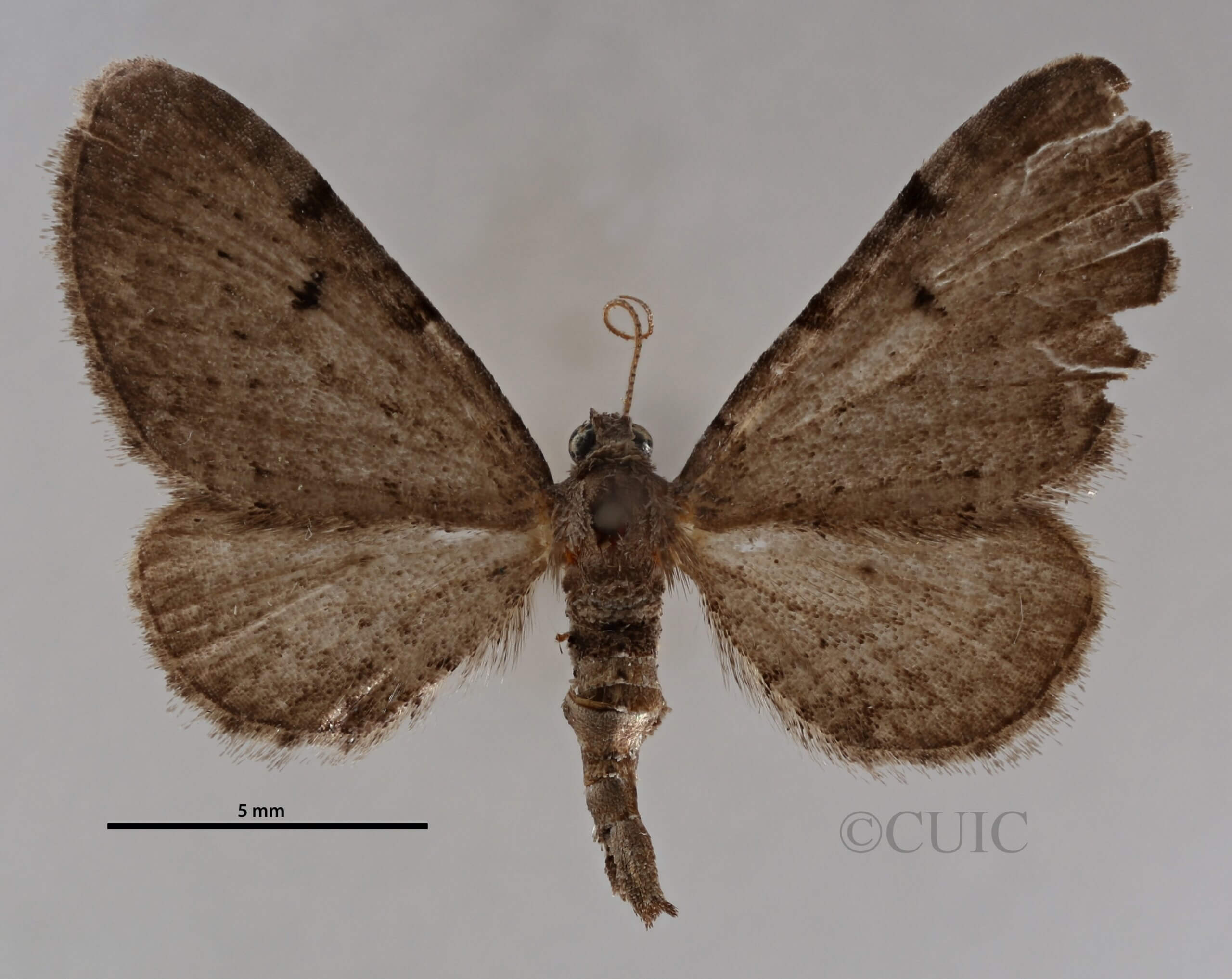 dorsal view of adult Eupithecia absinthiata