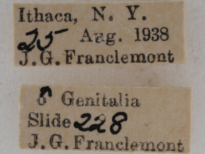 label view of adult Eupithecia absinthiata