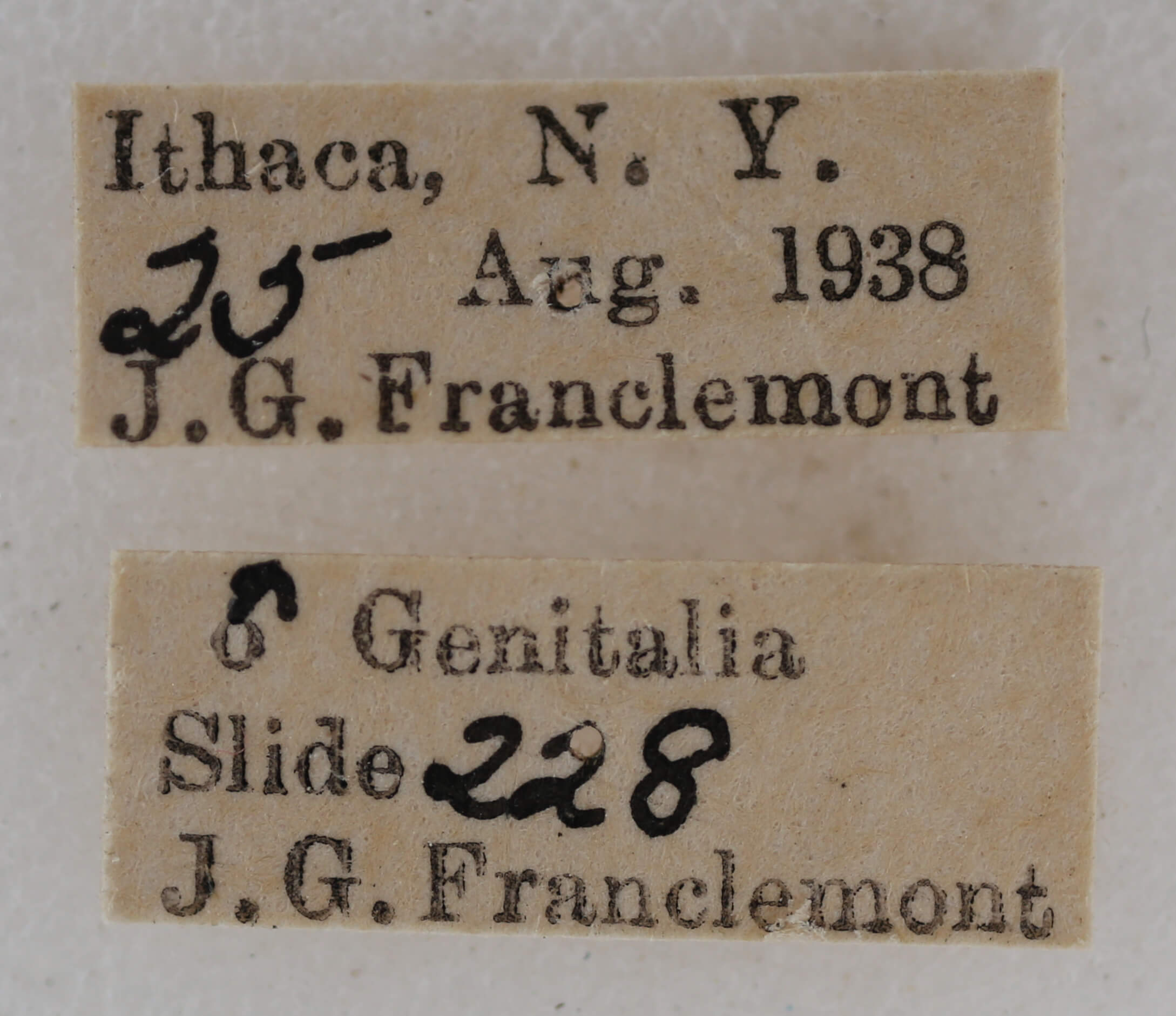 label view of adult Eupithecia absinthiata