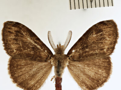 dorsal view of adult Orgyia definita