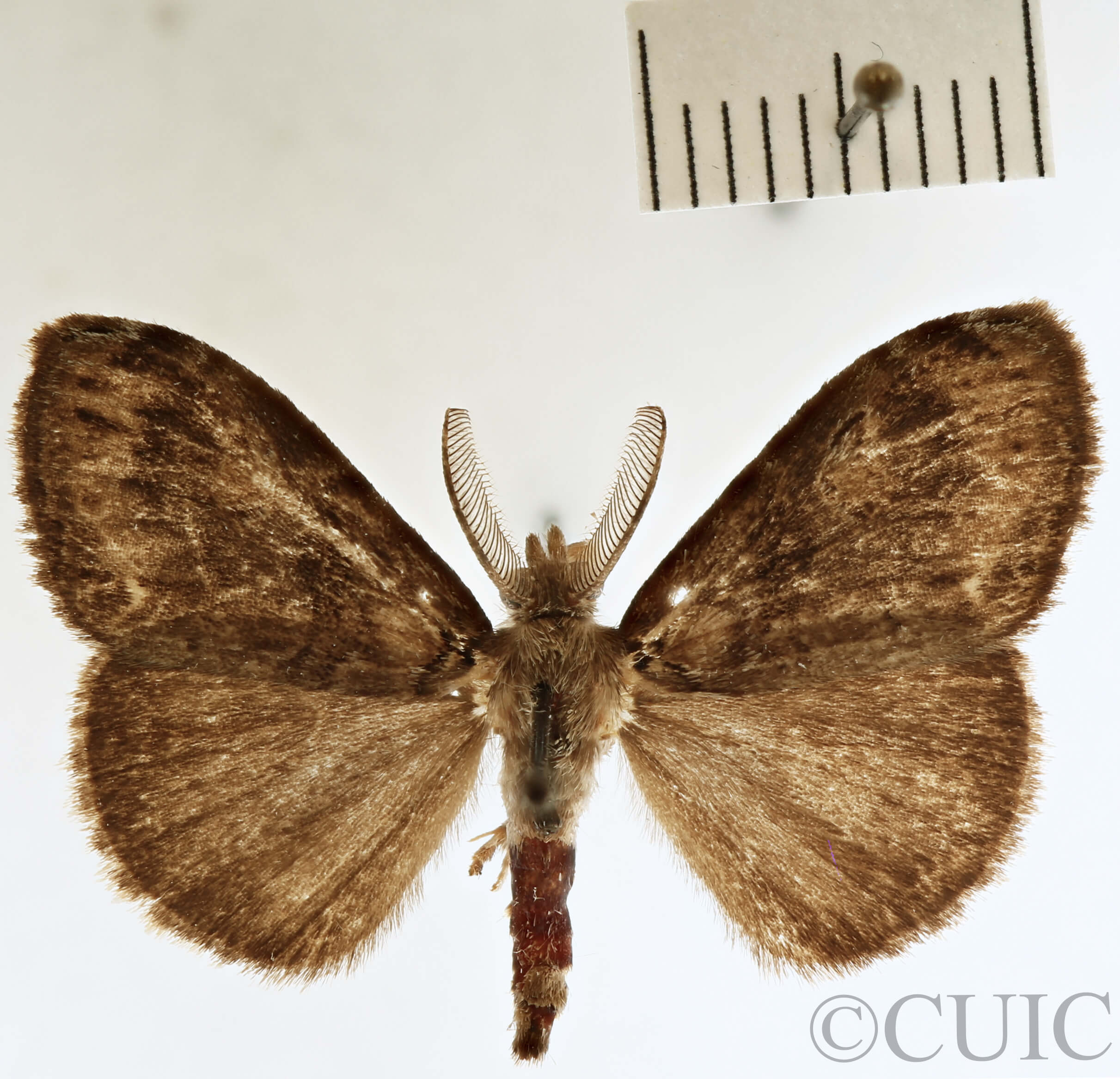 dorsal view of adult Orgyia definita