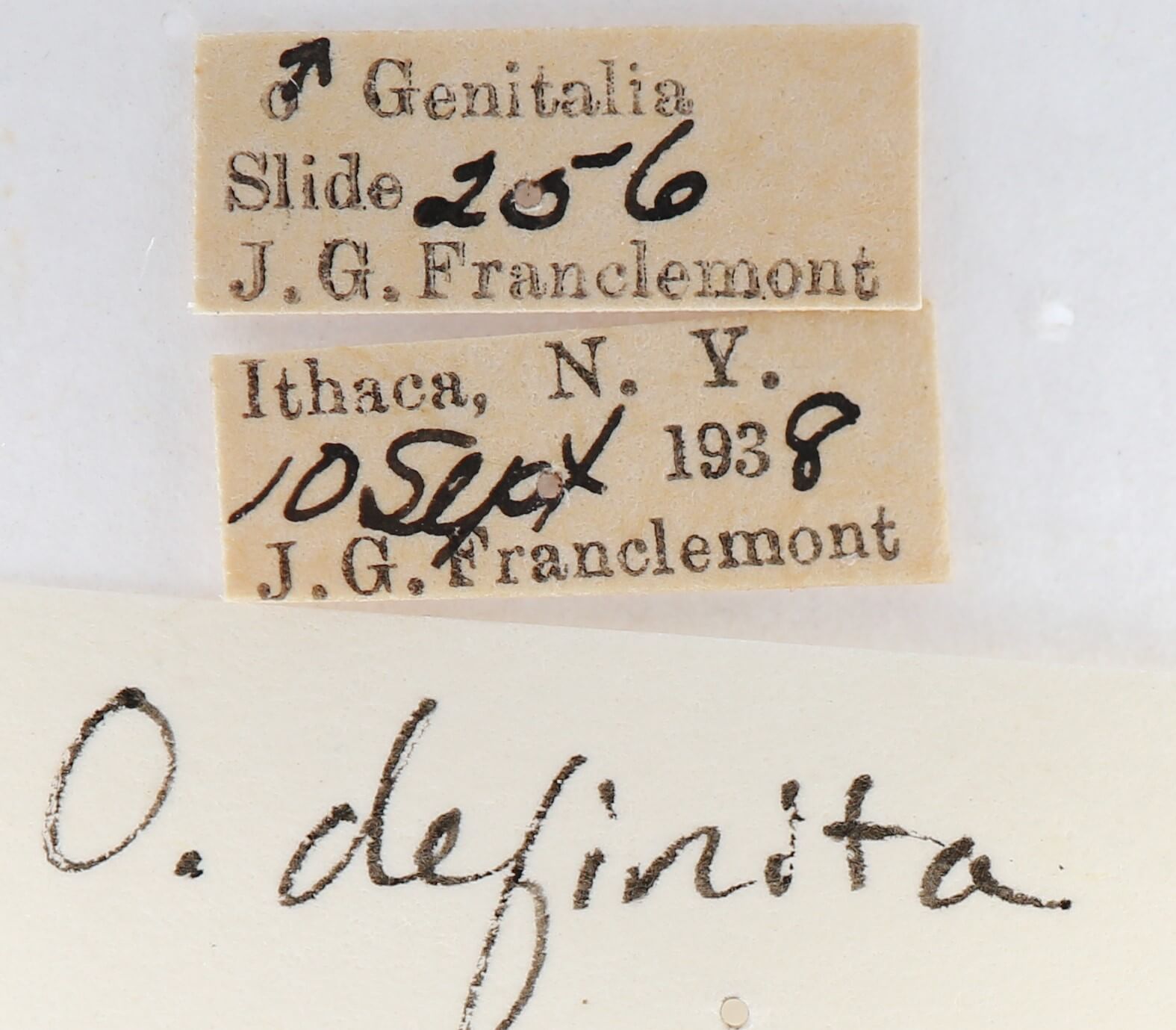 label view of adult Orgyia definita