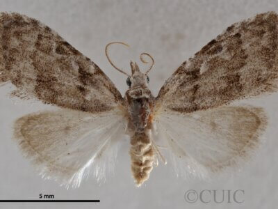 dorsal view of adult Nola ovilla