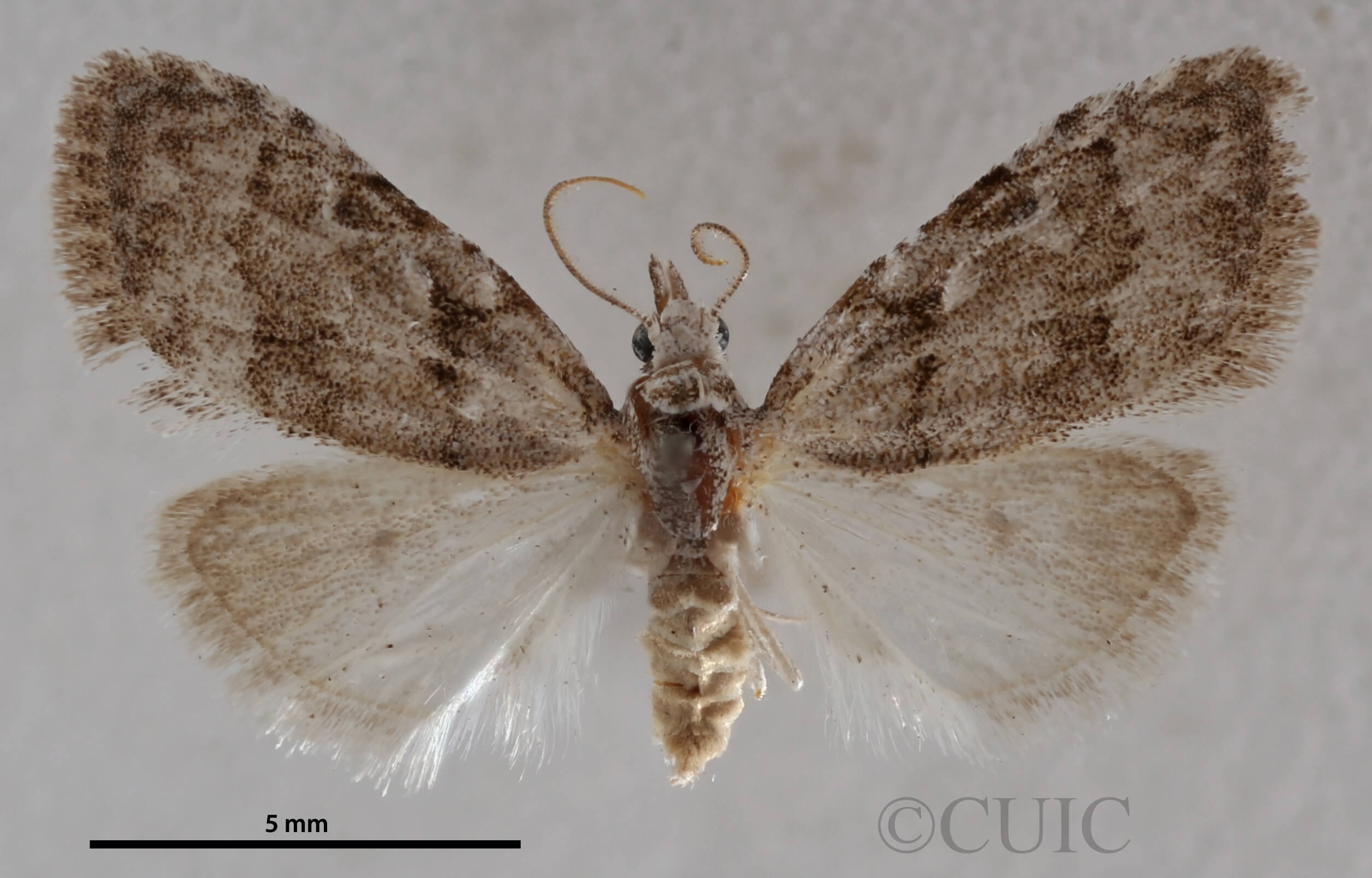 dorsal view of adult Nola ovilla