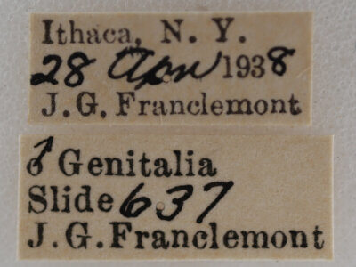 label view of adult Nola ovilla