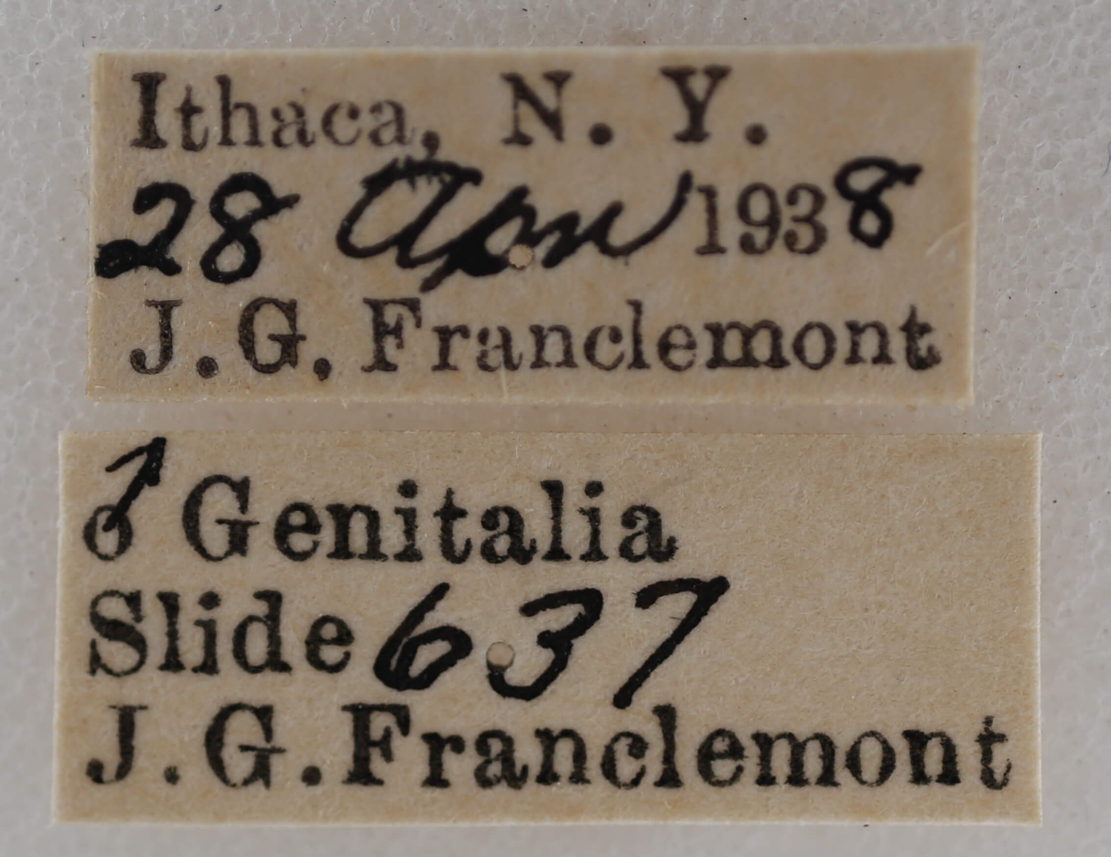 label view of adult Nola ovilla