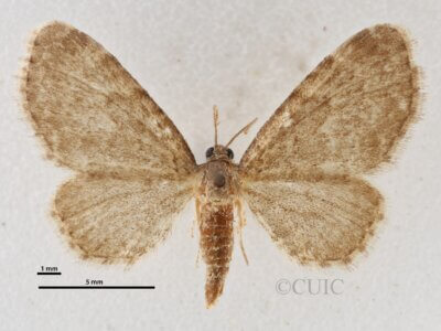 dorsal view of adult Eupithecia cimicifugata