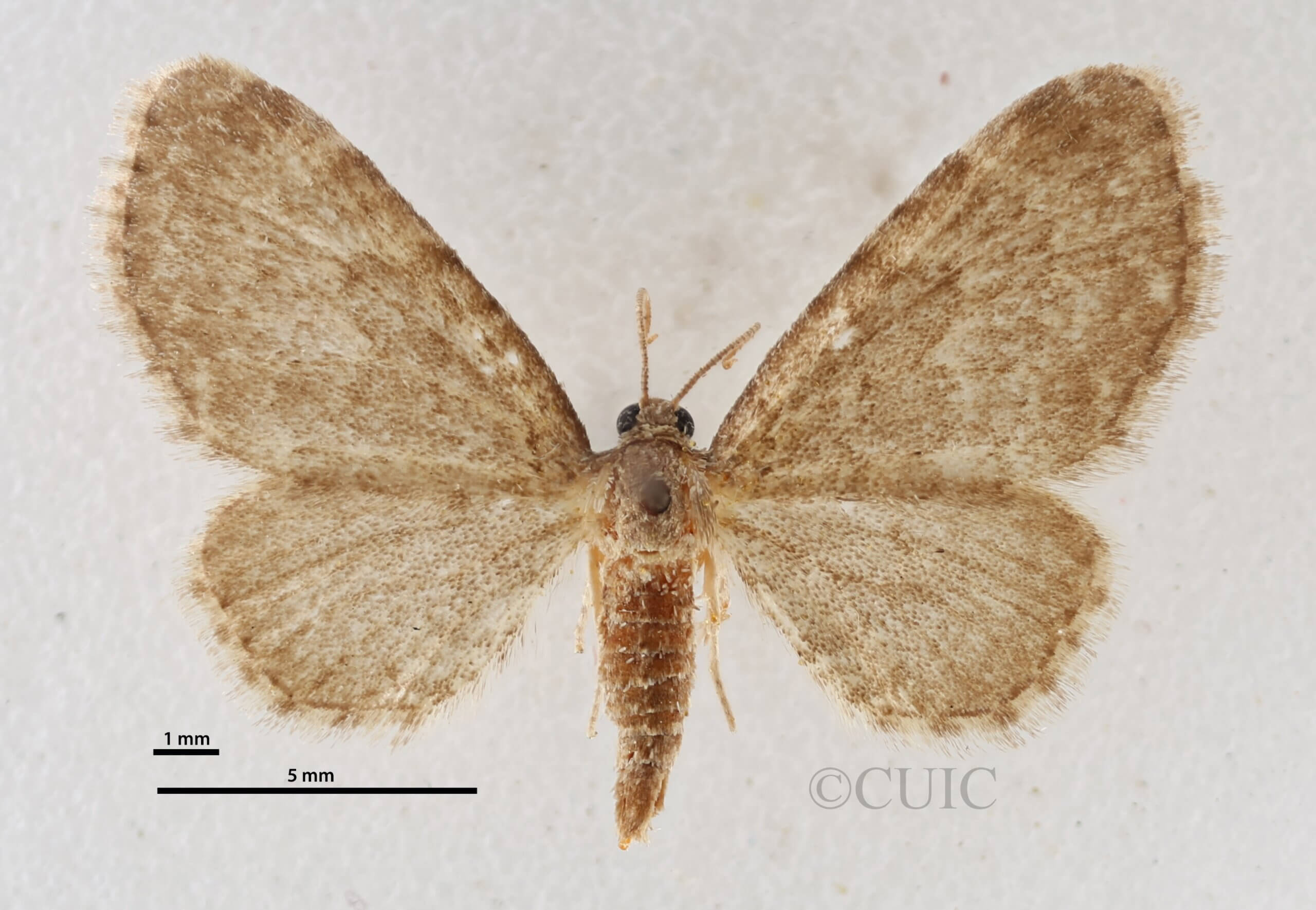 dorsal view of adult Eupithecia cimicifugata