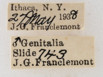 label view of adult Eupithecia cimicifugata