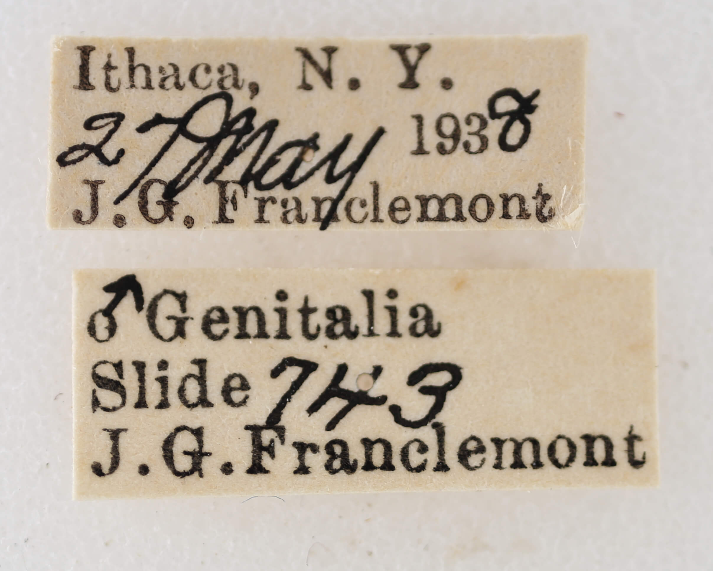 label view of adult Eupithecia cimicifugata