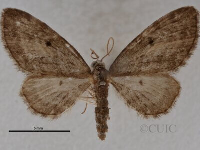 dorsal view of adult Eupithecia catalinata