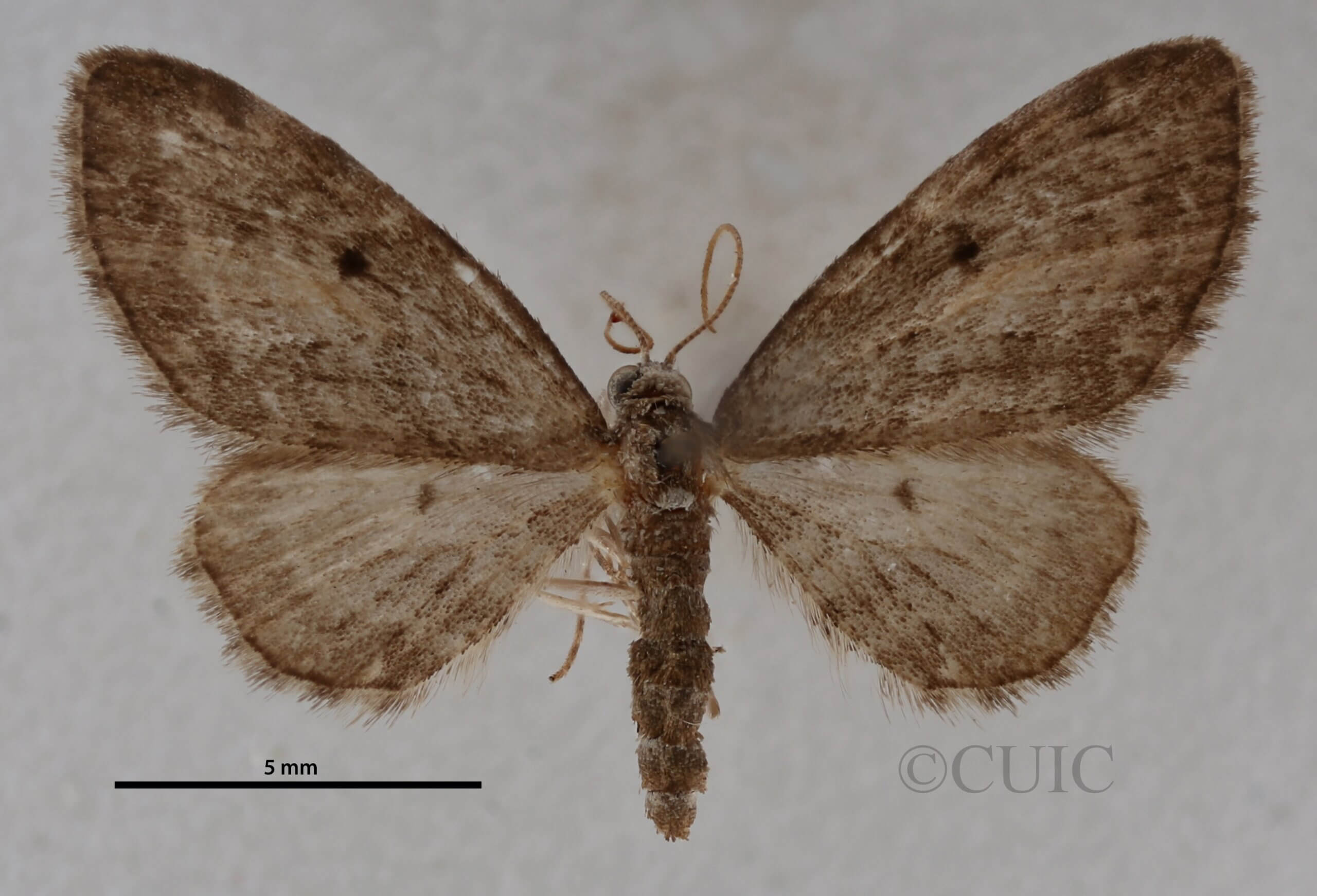 dorsal view of adult Eupithecia catalinata