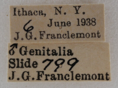 label view of adult Eupithecia catalinata