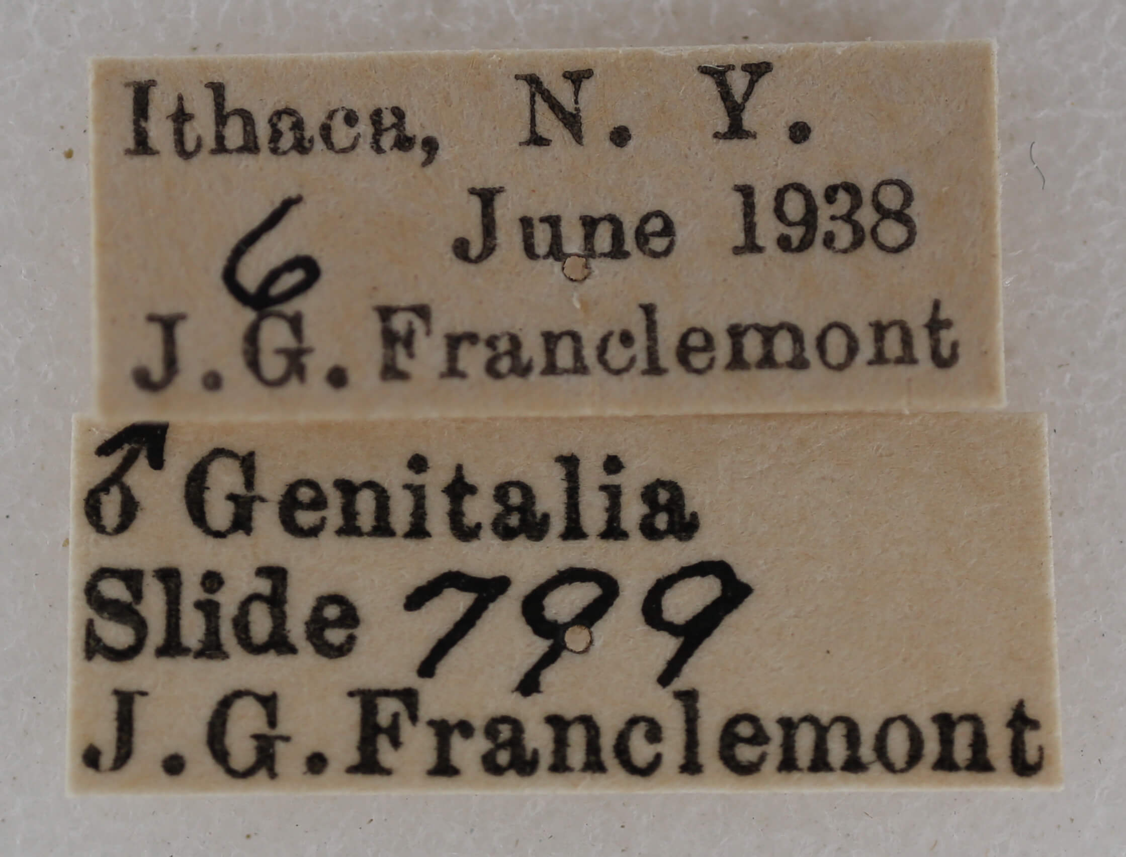 label view of adult Eupithecia catalinata