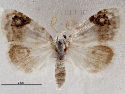 dorsal view of adult Nola cilicoides