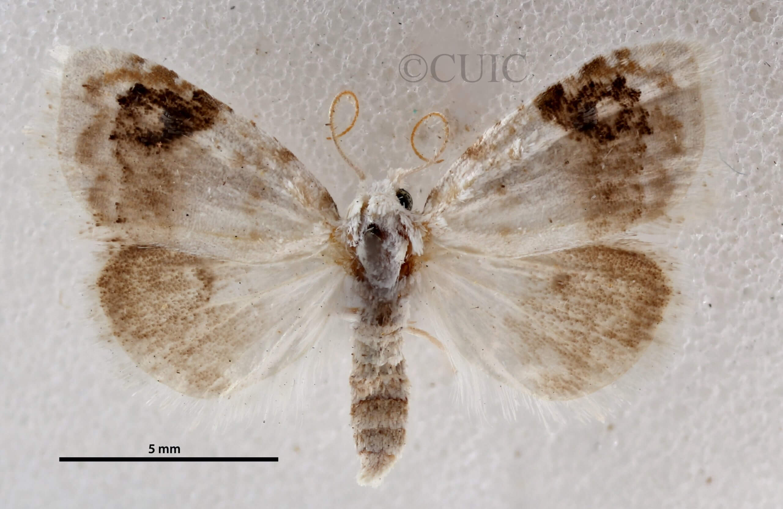 dorsal view of adult Nola cilicoides