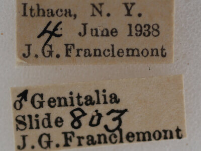 label view of adult Nola cilicoides