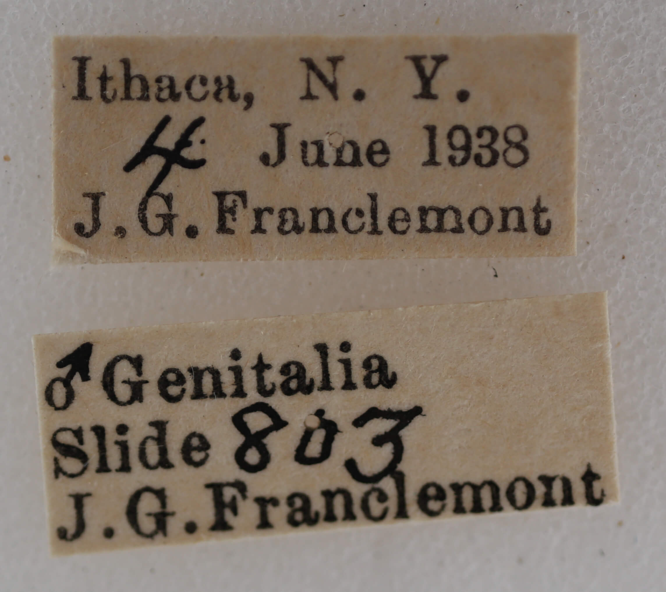 label view of adult Nola cilicoides