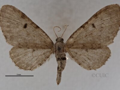 dorsal view of adult Eupithecia indistincta