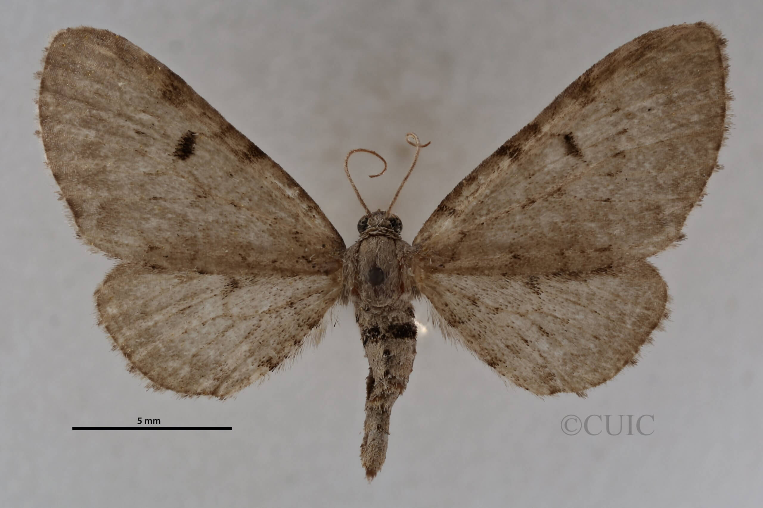 dorsal view of adult Eupithecia indistincta