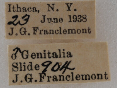 label view of adult Eupithecia indistincta