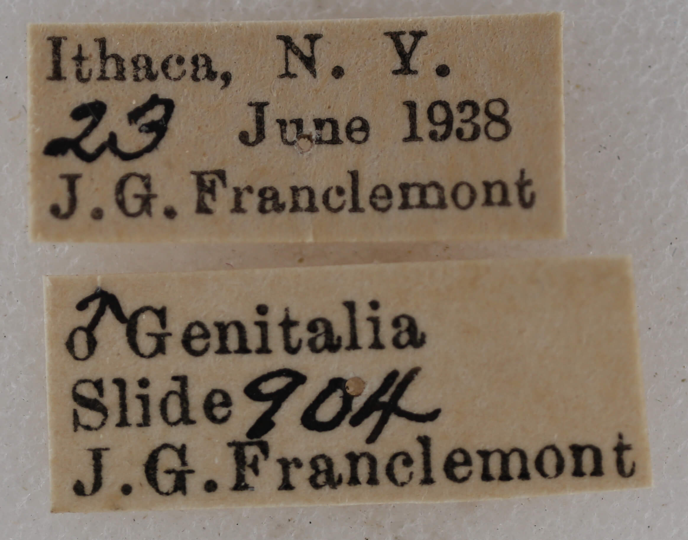 label view of adult Eupithecia indistincta