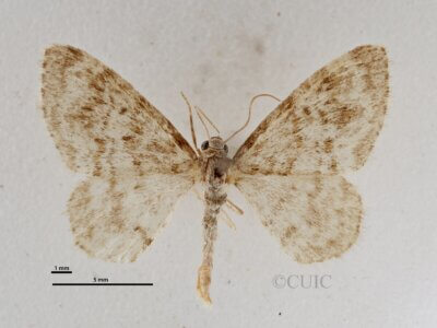 dorsal view of adult Hydrelia inornata