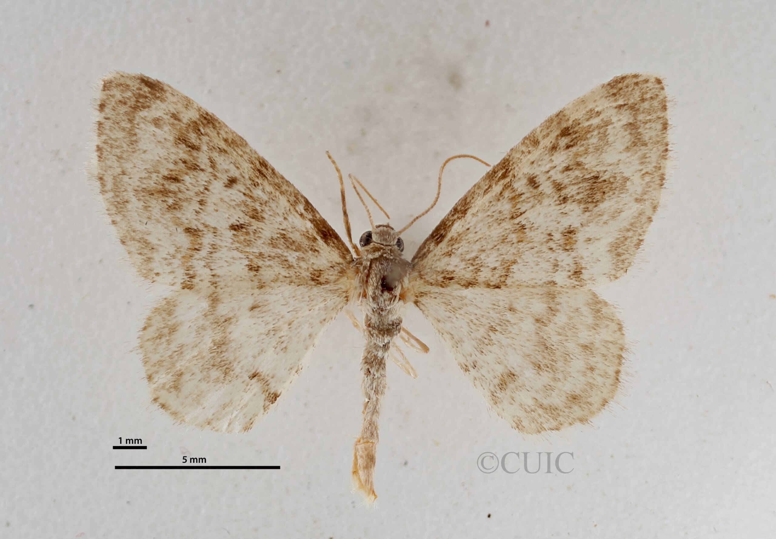 dorsal view of adult Hydrelia inornata