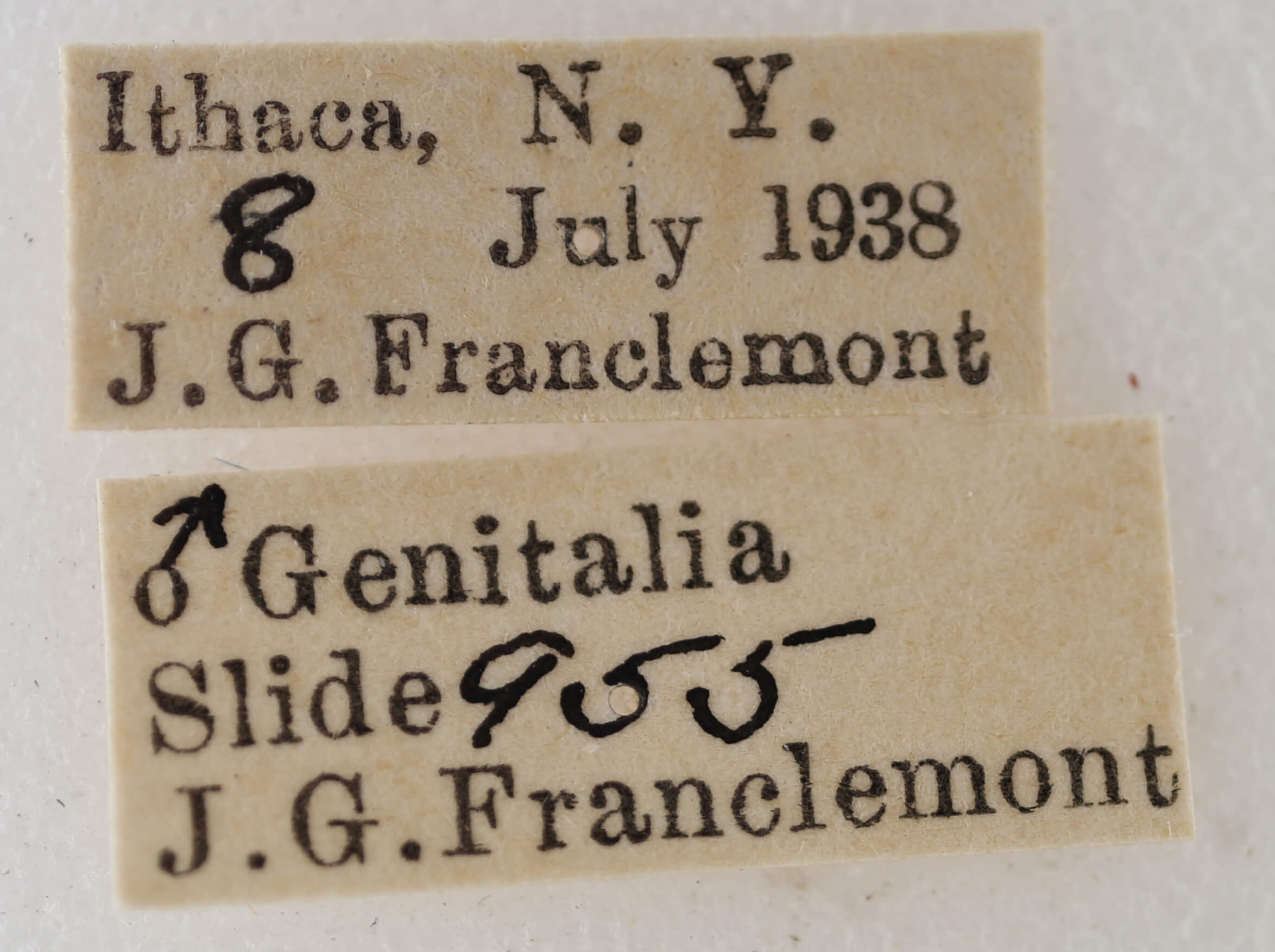 label view of adult Hydrelia inornata