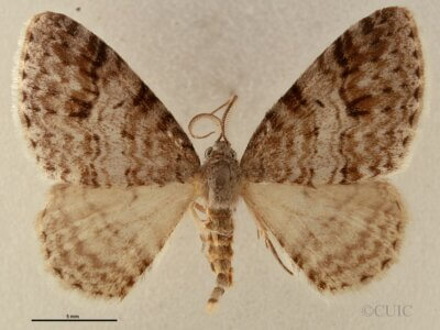 dorsal view of adult Venusia cambrica