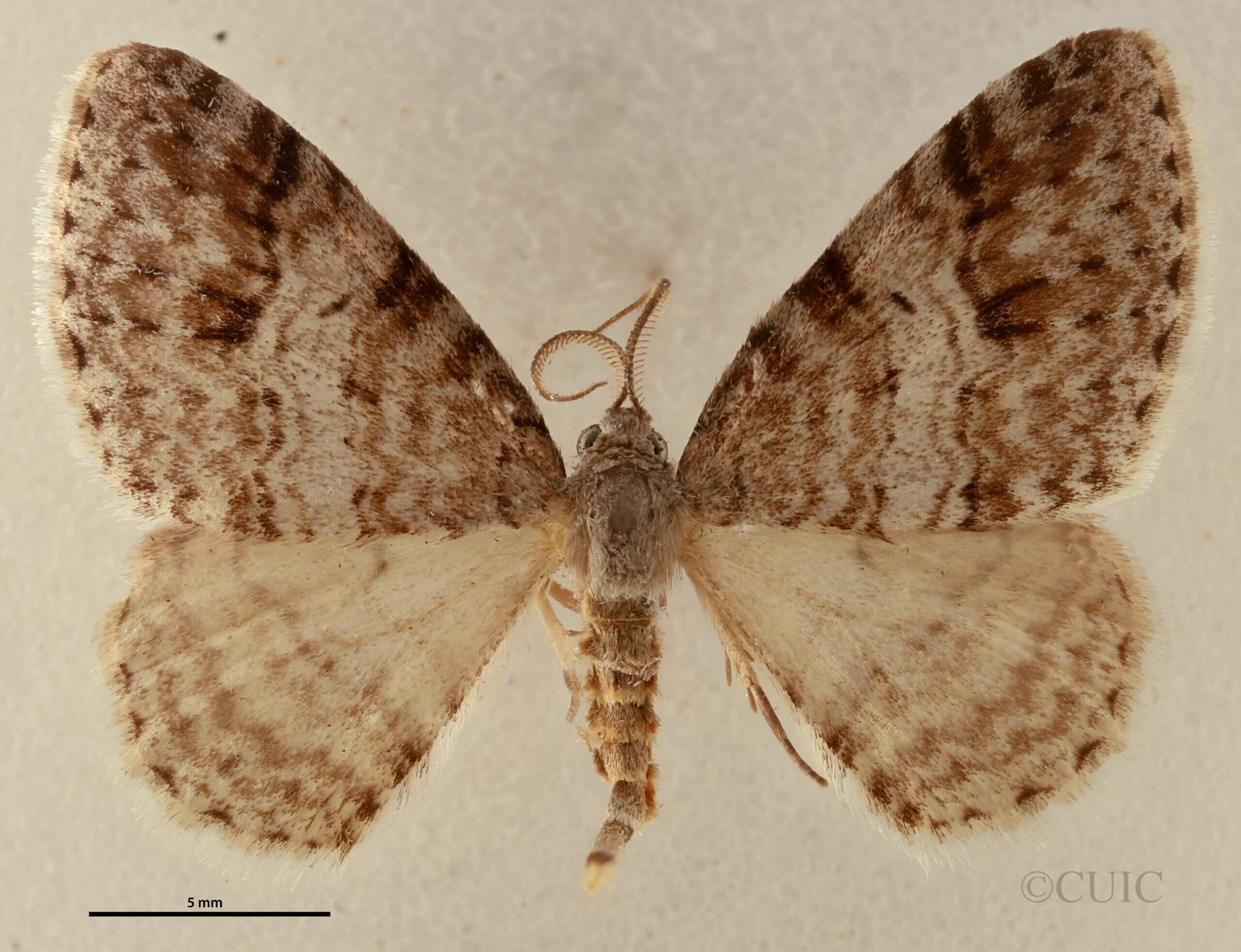 dorsal view of adult Venusia cambrica