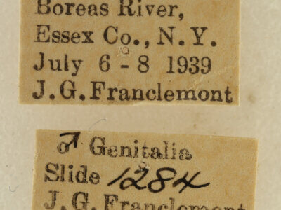 label view of adult Venusia cambrica