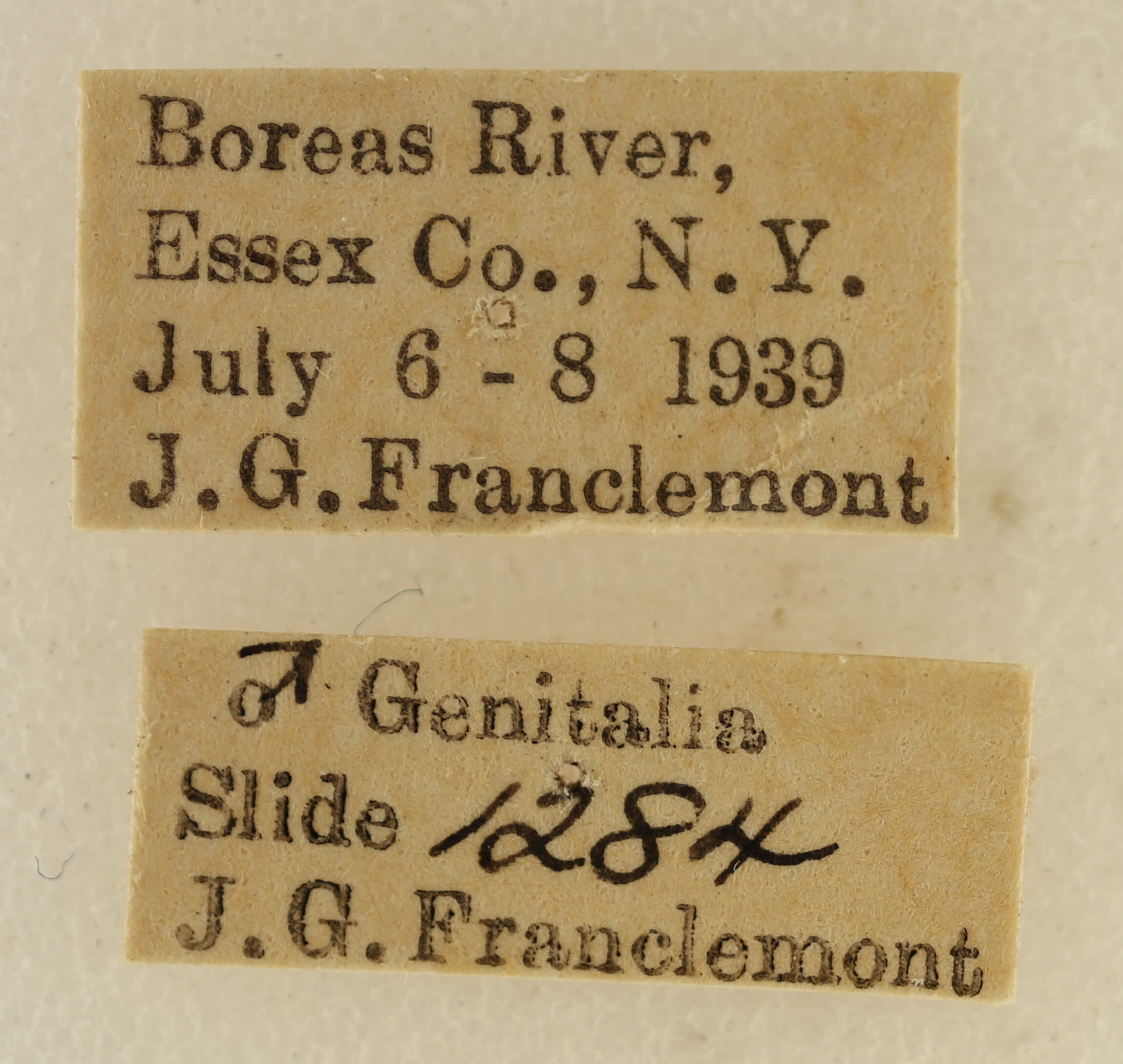 label view of adult Venusia cambrica