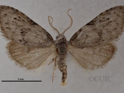 dorsal view of adult Meganola minuscula