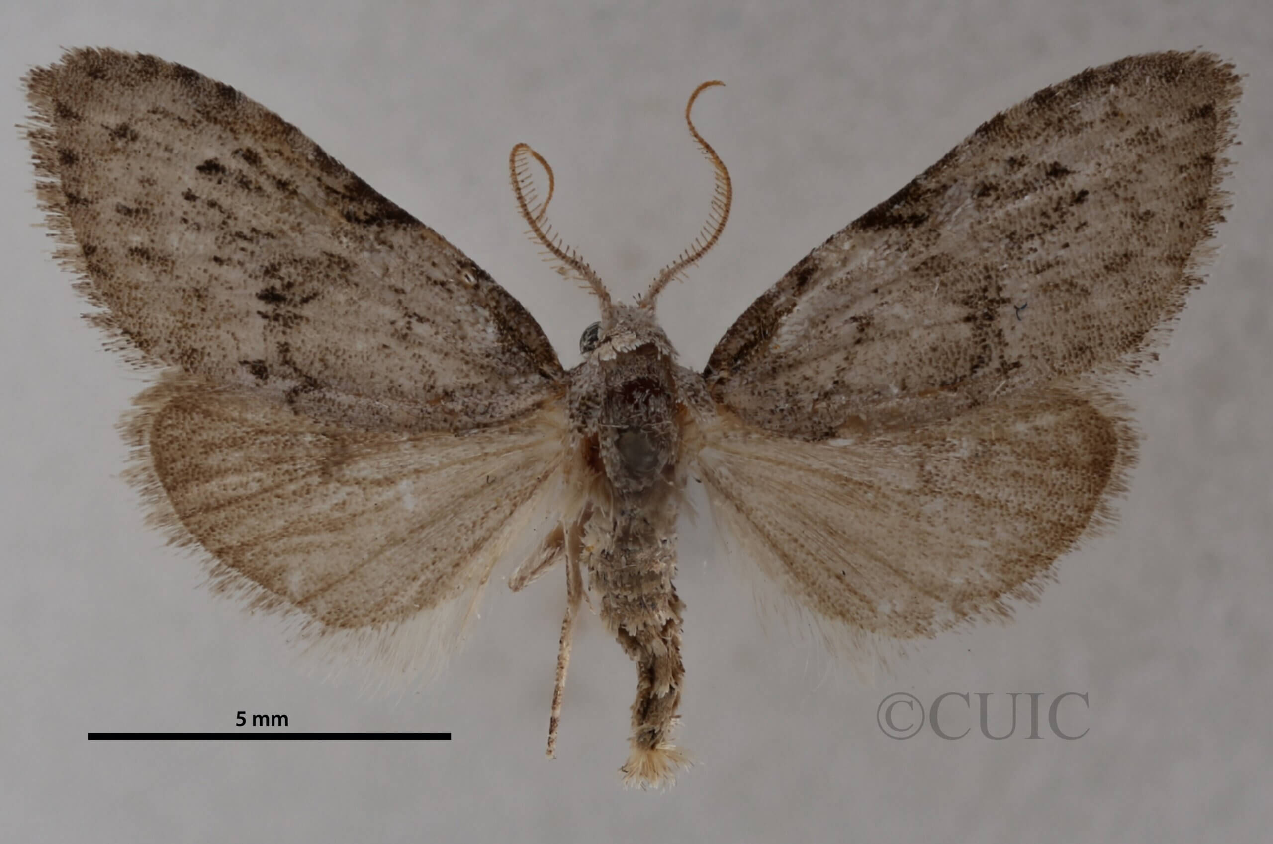 dorsal view of adult Meganola minuscula