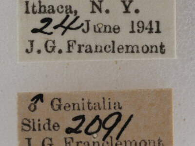 label view of adult Meganola minuscula