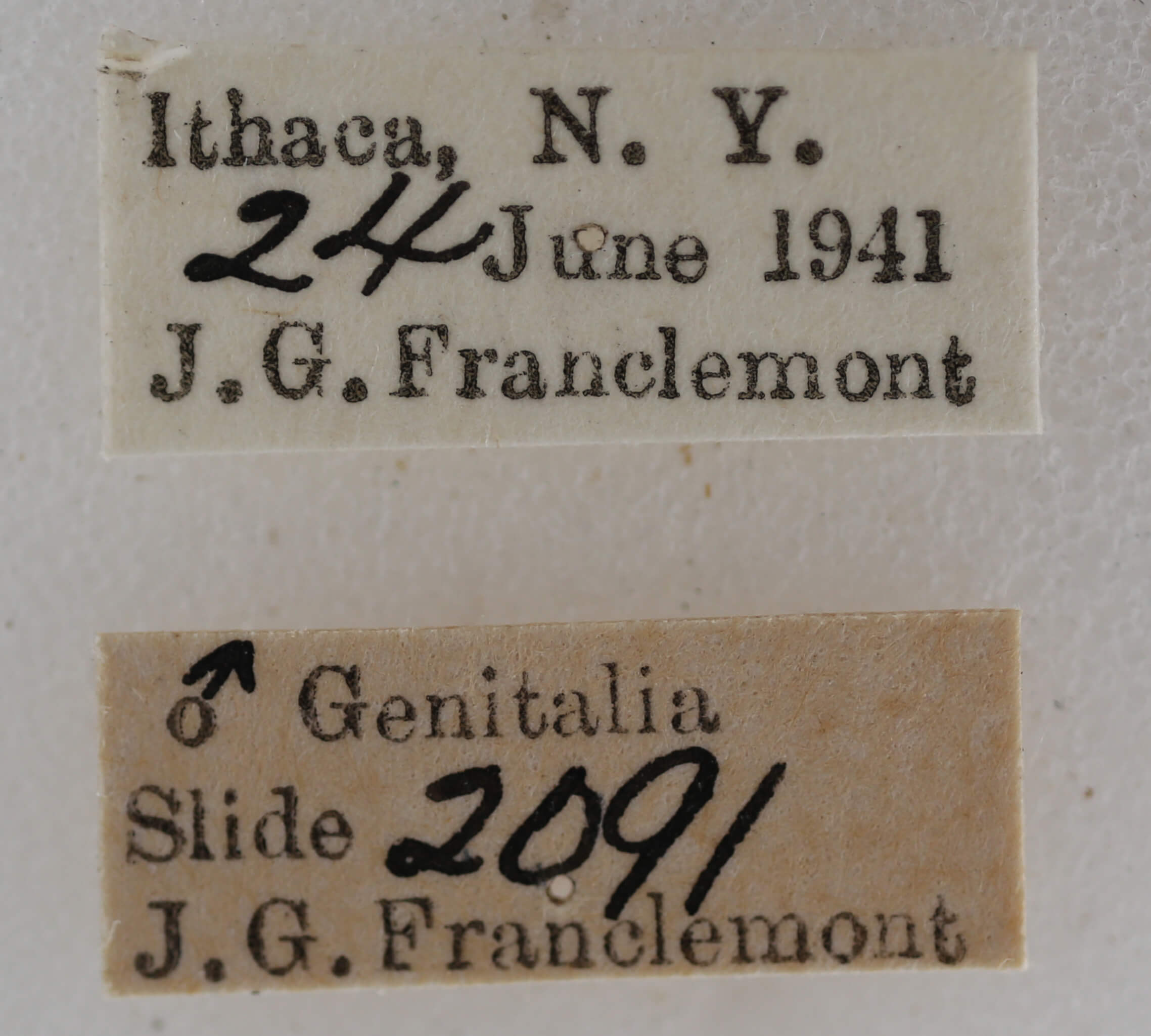 label view of adult Meganola minuscula