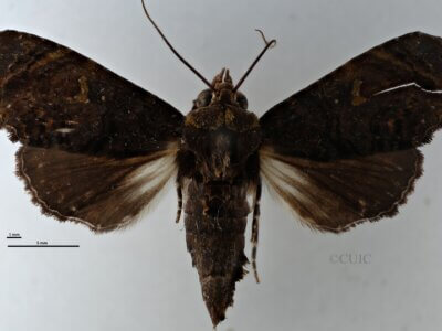 dorsal view of adult Targalla suffundens