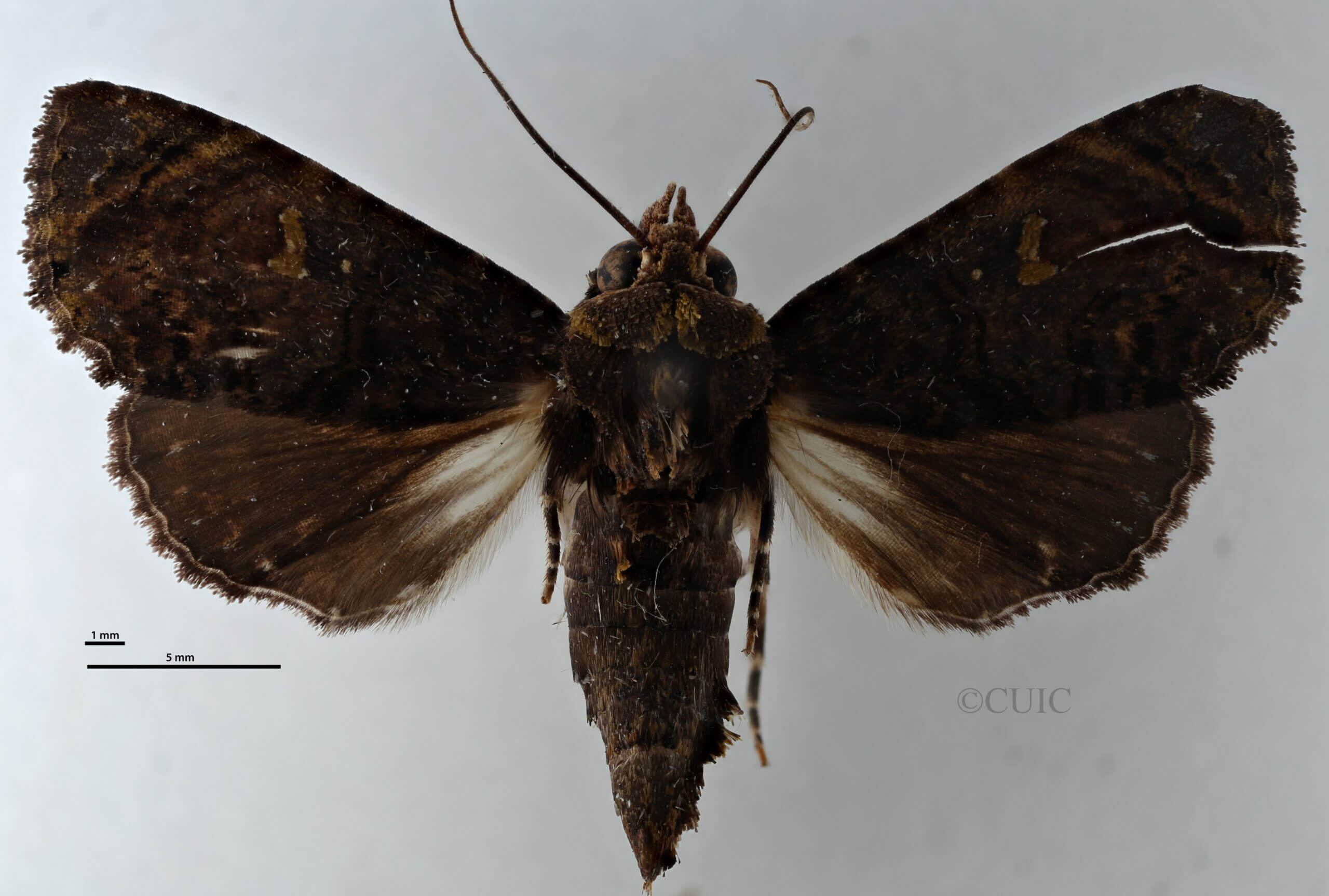 dorsal view of adult Targalla suffundens