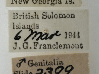 label view of adult Targalla suffundens