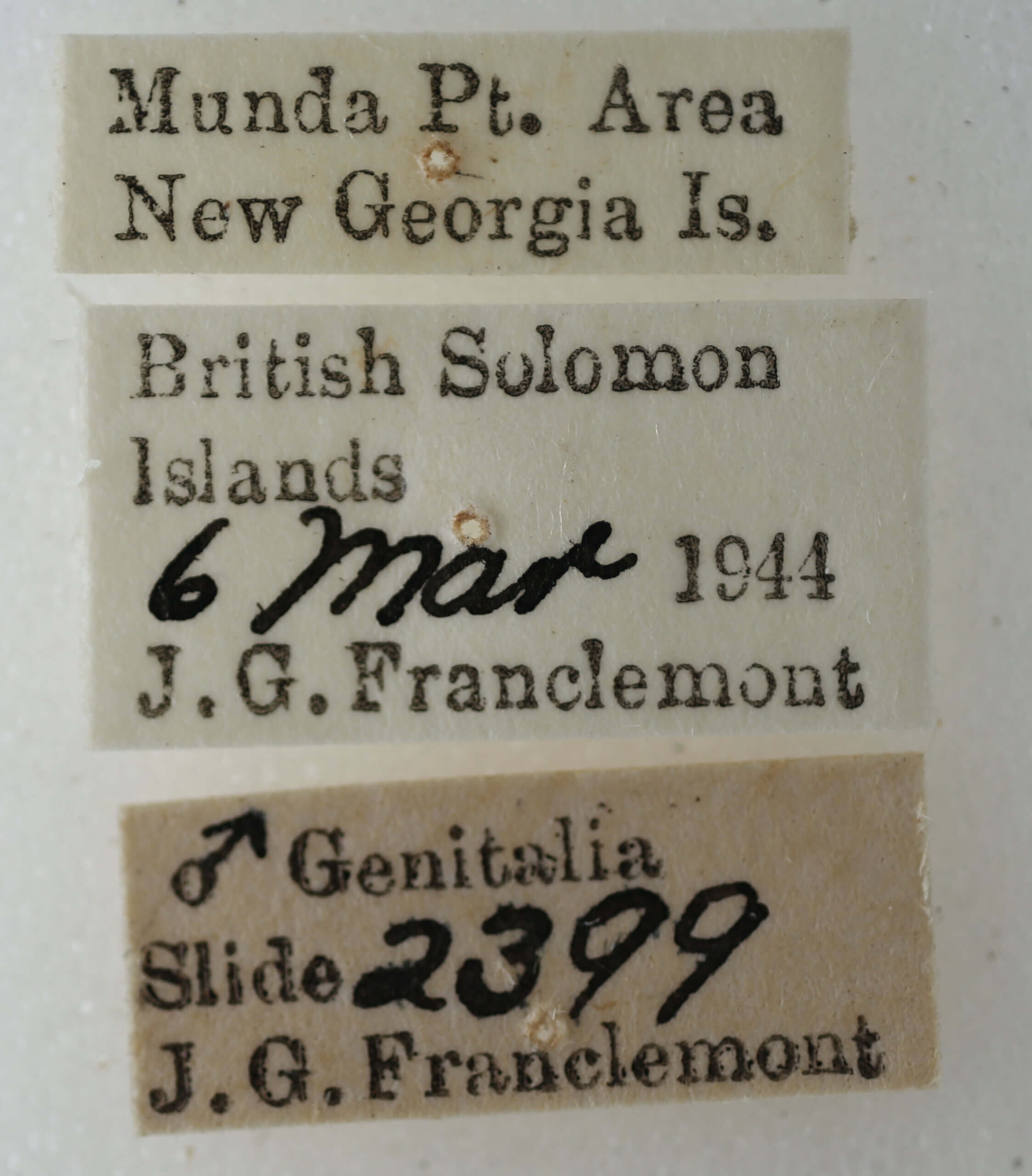 label view of adult Targalla suffundens