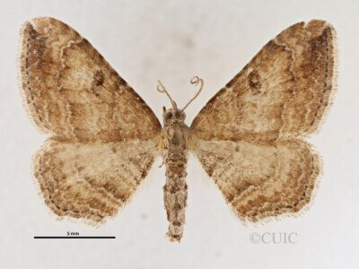 dorsal view of adult Orthonama obstipata