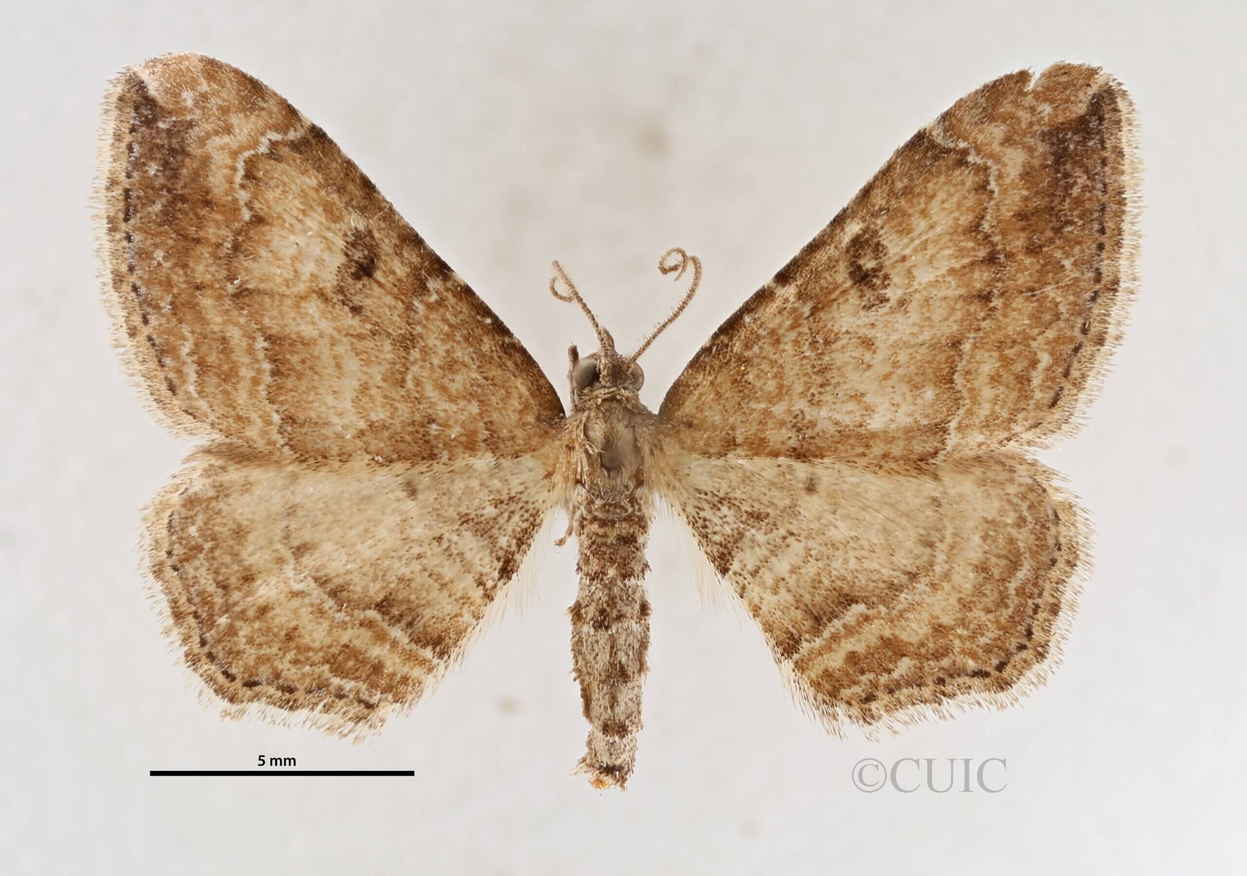 dorsal view of adult Orthonama obstipata